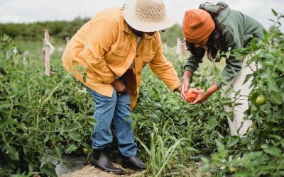 Le lien essentiel entre les acheteurs internationaux et les producteurs nigériens : La clé d’une agriculture prospère